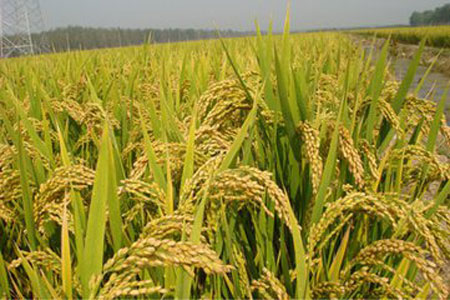 蟹新技術農業(yè)養(yǎng)殖